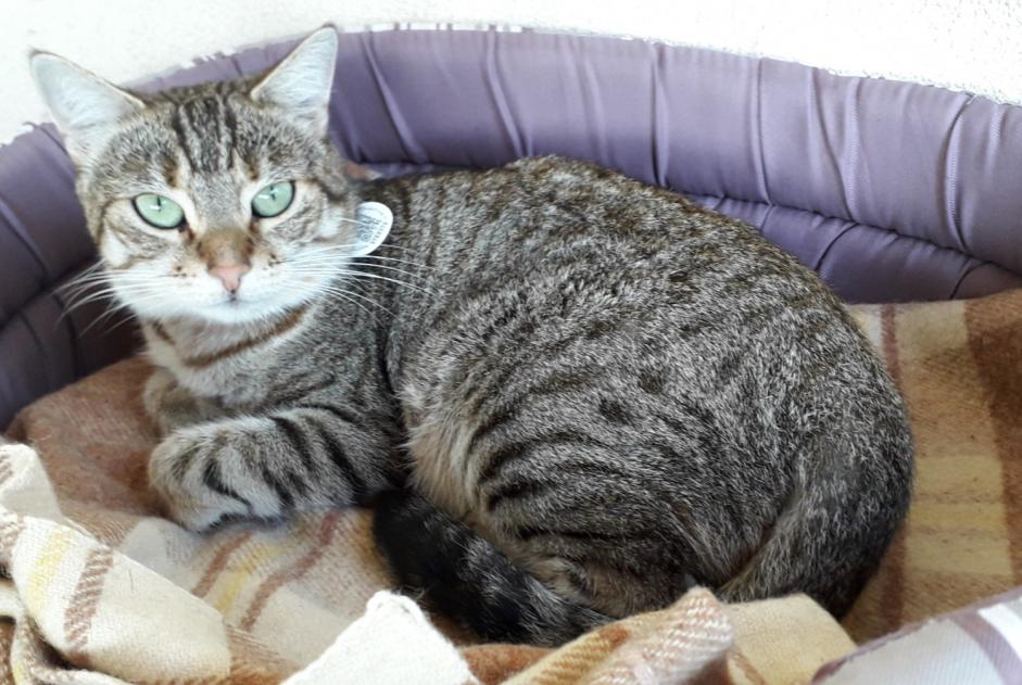 Vermisstmeldung Katze rassenmischung  Weiblich , 7 jahre Bédarieux Frankreich