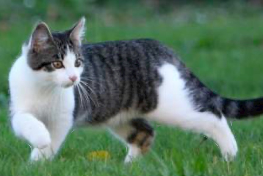 Disappearance alert Cat Male , 4 years Balaruc-les-Bains France