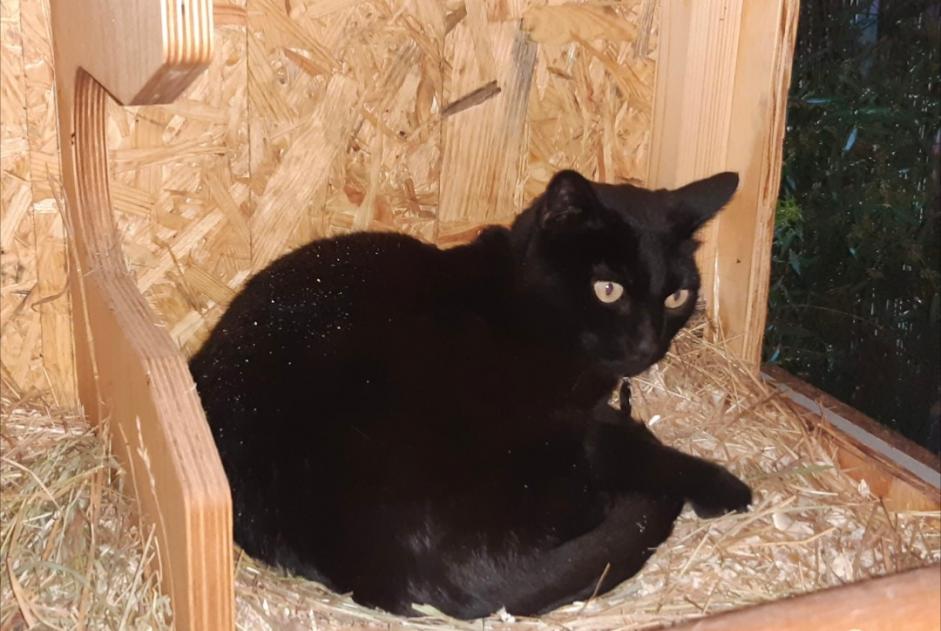 Alerta de Desaparición Gato Macho , 8 años Les Matelles Francia