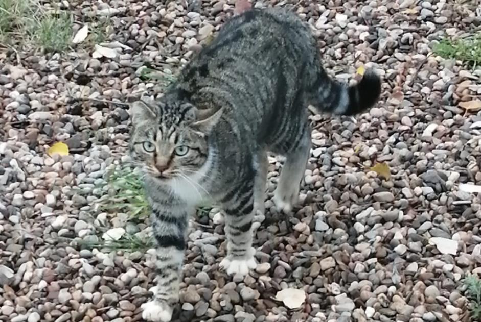 Alerte Découverte Chat croisement  Inconnu Octon France